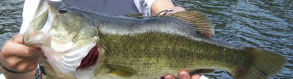 SS2-fish SS2-fish